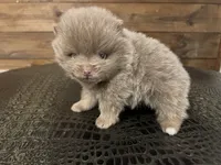 Lavender, a female Pomeranian for sale in Brevard, NC – Photo 2 of 6