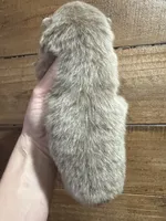 Lavender, a female Pomeranian for sale in Brevard, NC – Photo 6 of 6