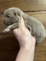 Lavender, a female Pomeranian for sale in Brevard, NC – Photo 5 of 6