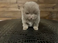 Lavender, a female Pomeranian for sale in Brevard, NC – Photo 1 of 6