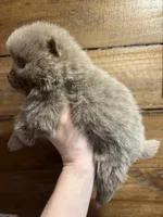 Lavender, a female Pomeranian for sale in Brevard, NC – Photo 3 of 6