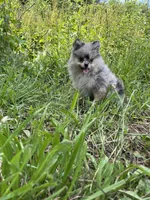 Valentina , a female Pomeranian for sale in Brevard, NC – 2 of 3