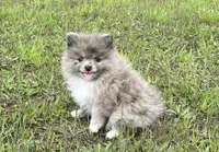 AKC Mable, a female Pomeranian for sale in Brevard, NC – 2 of 10