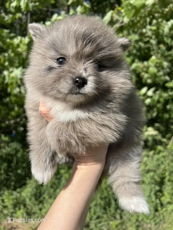 AKC Mable – Pomeranian puppy for sale in Brevard, NC