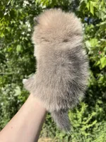 AKC Damien , a male Pomeranian for sale in Brevard, NC – 3 of 8