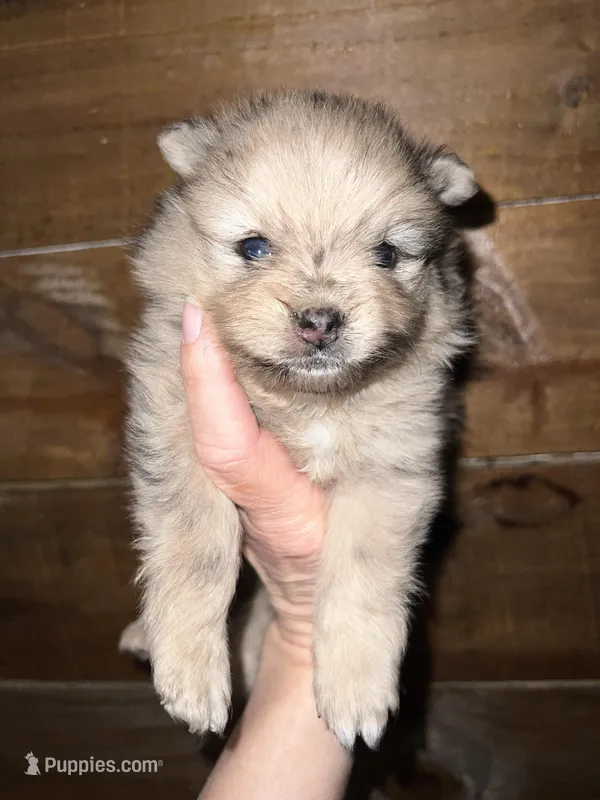 AKC Asher, a male Pomeranian for sale in Brevard, NC – 1 of 5