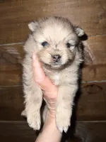 AKC Asher, a male Pomeranian for sale in Brevard, NC – 1 of 5