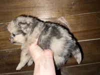 AKC Asher, a male Pomeranian for sale in Brevard, NC – 2 of 5