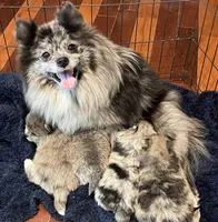 AKC Asher, a male Pomeranian for sale in Brevard, NC – 5 of 5