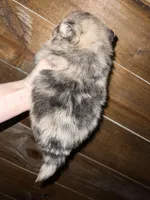 AKC Asher, a male Pomeranian for sale in Brevard, NC – 3 of 5