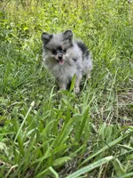 Valentina , a female Pomeranian for sale in Brevard, NC – 3 of 3