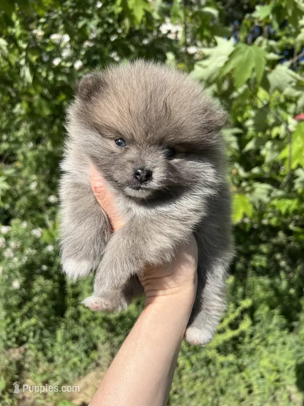 AKC Damien  – Pomeranian puppy for sale in Brevard, NC