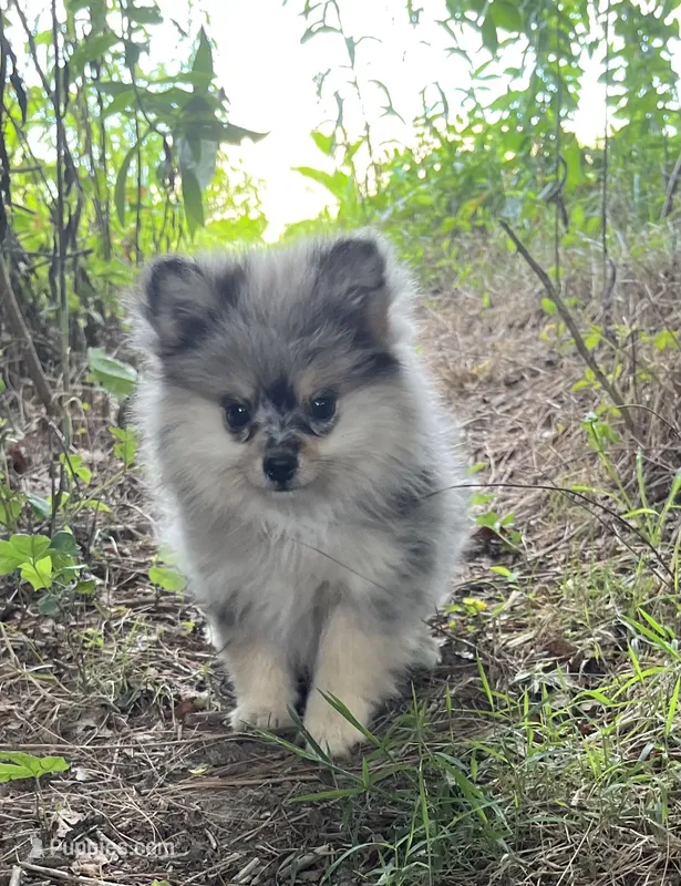 Valentina  – Pomeranian puppy for sale in Brevard, NC