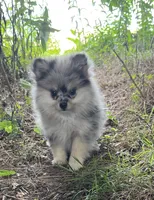 Valentina , a female Pomeranian for sale in Brevard, NC – 1 of 3