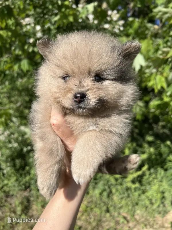 AKC Asher – Pomeranian puppy for sale in Brevard, NC