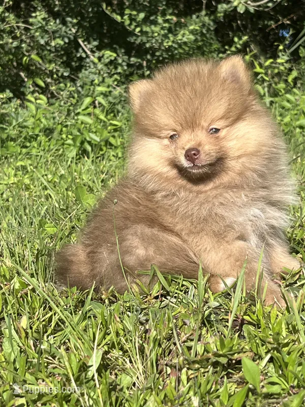Solo – Pomeranian puppy for sale in Brevard, NC