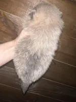 AKC Damien , a male Pomeranian for sale in Brevard, NC – 3 of 5