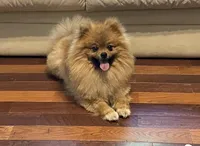 AKC Damien , a male Pomeranian for sale in Brevard, NC – 4 of 5