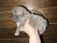 AKC Damien , a male Pomeranian for sale in Brevard, NC – 2 of 5