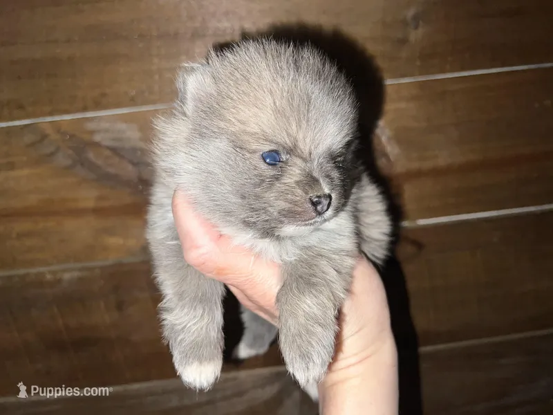 AKC Damien , a male Pomeranian for sale in Brevard, NC – 1 of 5