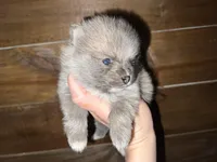 AKC Damien , a male Pomeranian for sale in Brevard, NC – 1 of 5