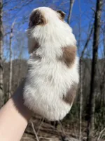 Wilma, a female Pomeranian for sale in Brevard, NC – Photo 2 of 2