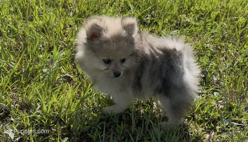 AKC Asher – Pomeranian puppy for sale in Brevard, NC