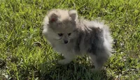 AKC Asher, a male Pomeranian for sale in Brevard, NC – 1 of 10