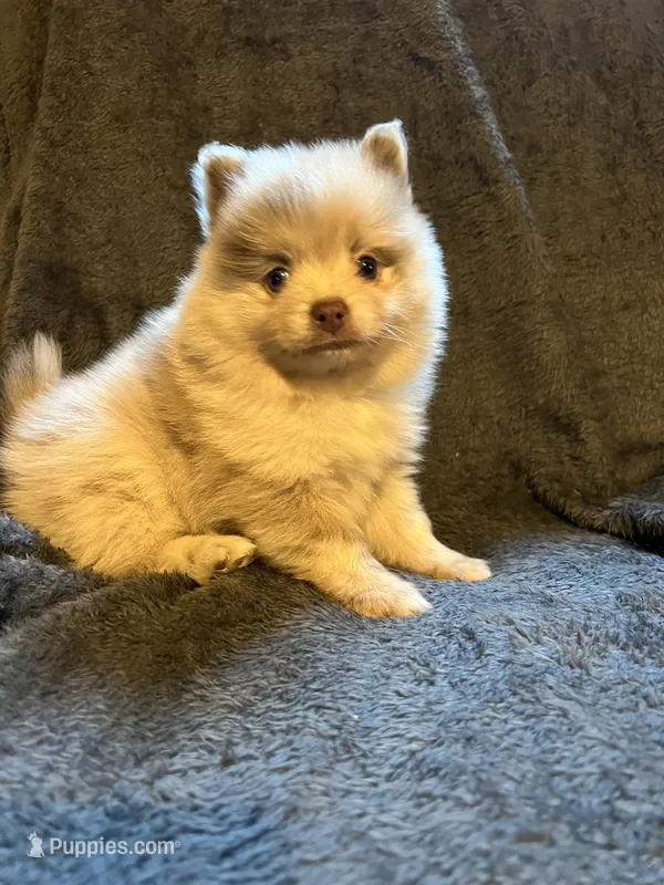 Marley  – Pomeranian puppy on hold in Brevard, NC