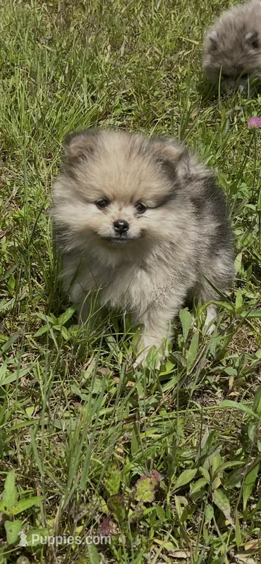 AKC Asher – Pomeranian puppy for sale in Brevard, NC