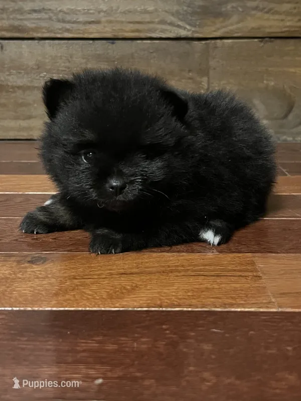 Maya – Pomeranian puppy for sale in Brevard, NC