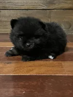 Maya, a female Pomeranian for sale in Brevard, NC – 1 of 1