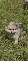 AKC Asher, a male Pomeranian for sale in Brevard, NC – 5 of 10