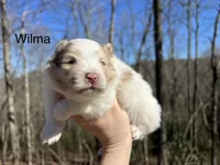 Wilma, a female Pomeranian for sale in Brevard, NC – Photo 1 of 2