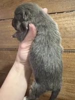 Azul, a female Pomeranian for sale in Brevard, NC – Photo 6 of 6