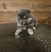 Azul, a female Pomeranian for sale in Brevard, NC – Photo 3 of 6