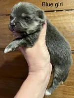 Azul, a female Pomeranian for sale in Brevard, NC – Photo 5 of 6