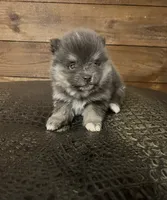 Azul, a female Pomeranian for sale in Brevard, NC – Photo 1 of 6