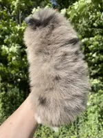 AKC Mable, a female Pomeranian for sale in Brevard, NC – 5 of 10