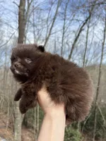 Wally, a male Pomeranian for sale in Brevard, NC – Photo 3 of 8