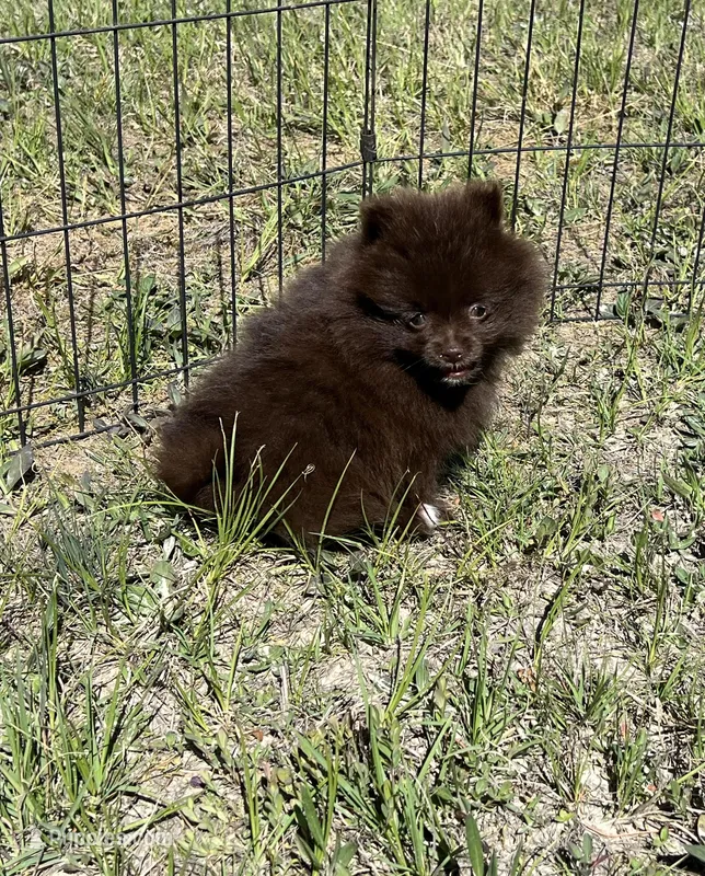 Wally – Pomeranian puppy for sale in Brevard, NC