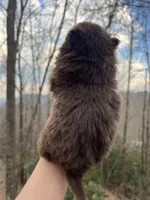 Wally, a male Pomeranian for sale in Brevard, NC – Photo 6 of 8