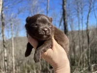 Wally, a male Pomeranian for sale in Brevard, NC – Photo 2 of 2