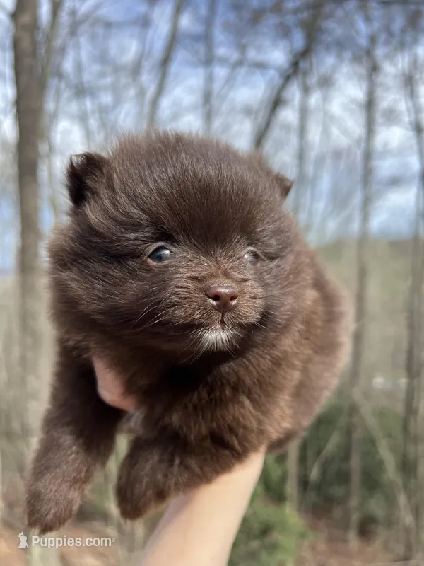 Wally – Pomeranian puppy for sale in Brevard, NC