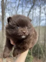 Wally, a male Pomeranian for sale in Brevard, NC – Photo 2 of 8