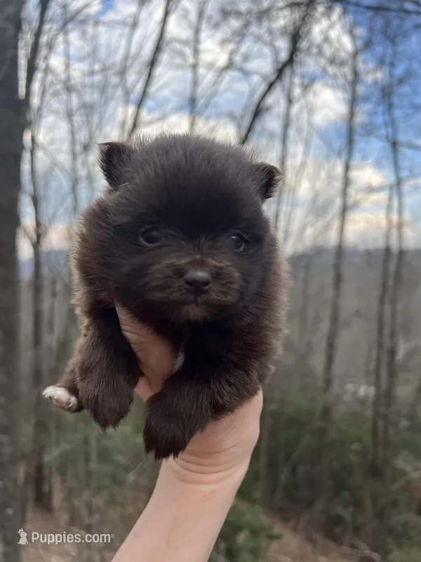 Wally – Pomeranian puppy for sale in Brevard, NC