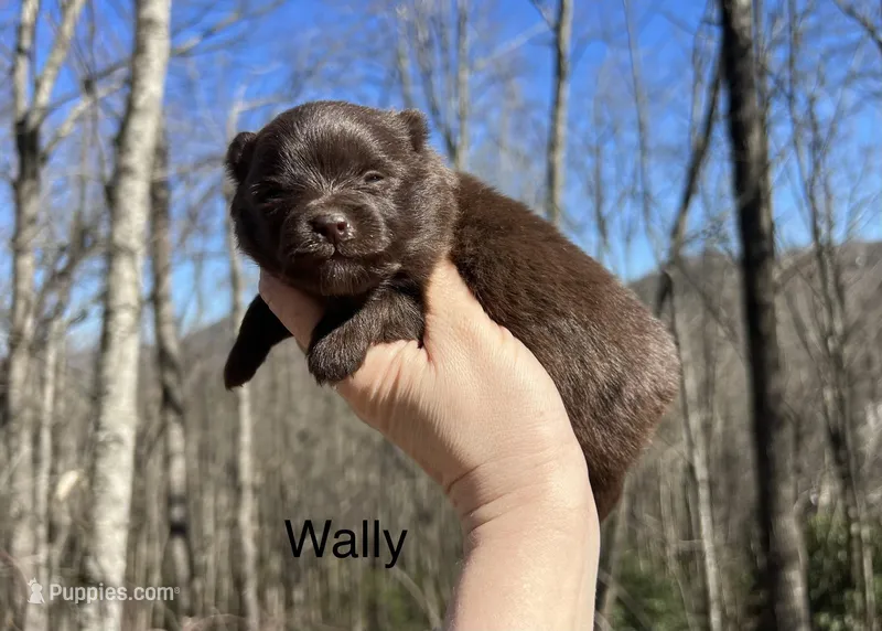 Wally – Pomeranian puppy for sale in Brevard, NC