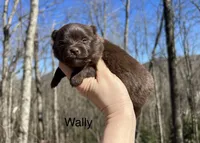 Wally, a male Pomeranian for sale in Brevard, NC – Photo 1 of 2