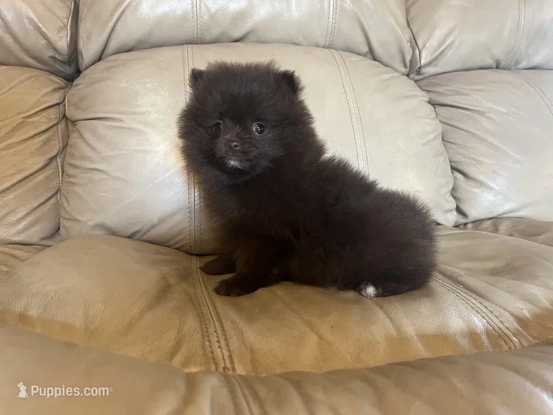 Wally – Pomeranian puppy for sale in Brevard, NC