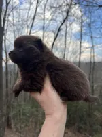 Wally, a male Pomeranian for sale in Brevard, NC – Photo 5 of 8